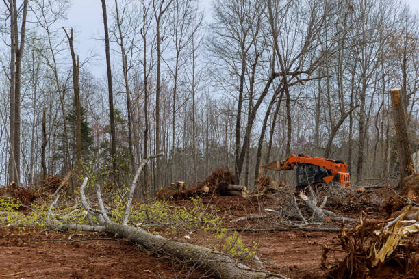 Professional Tree Services in Erie, CO